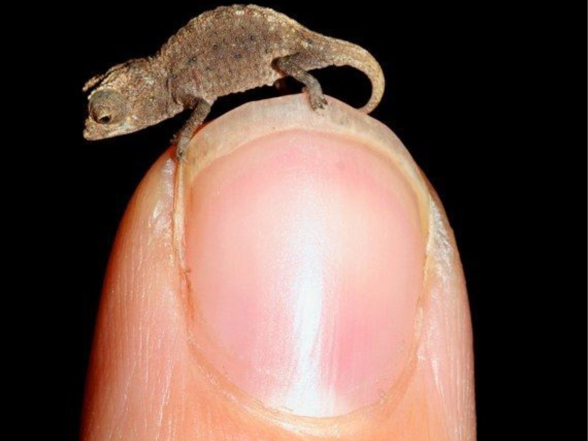 Brookesia micra chameleon