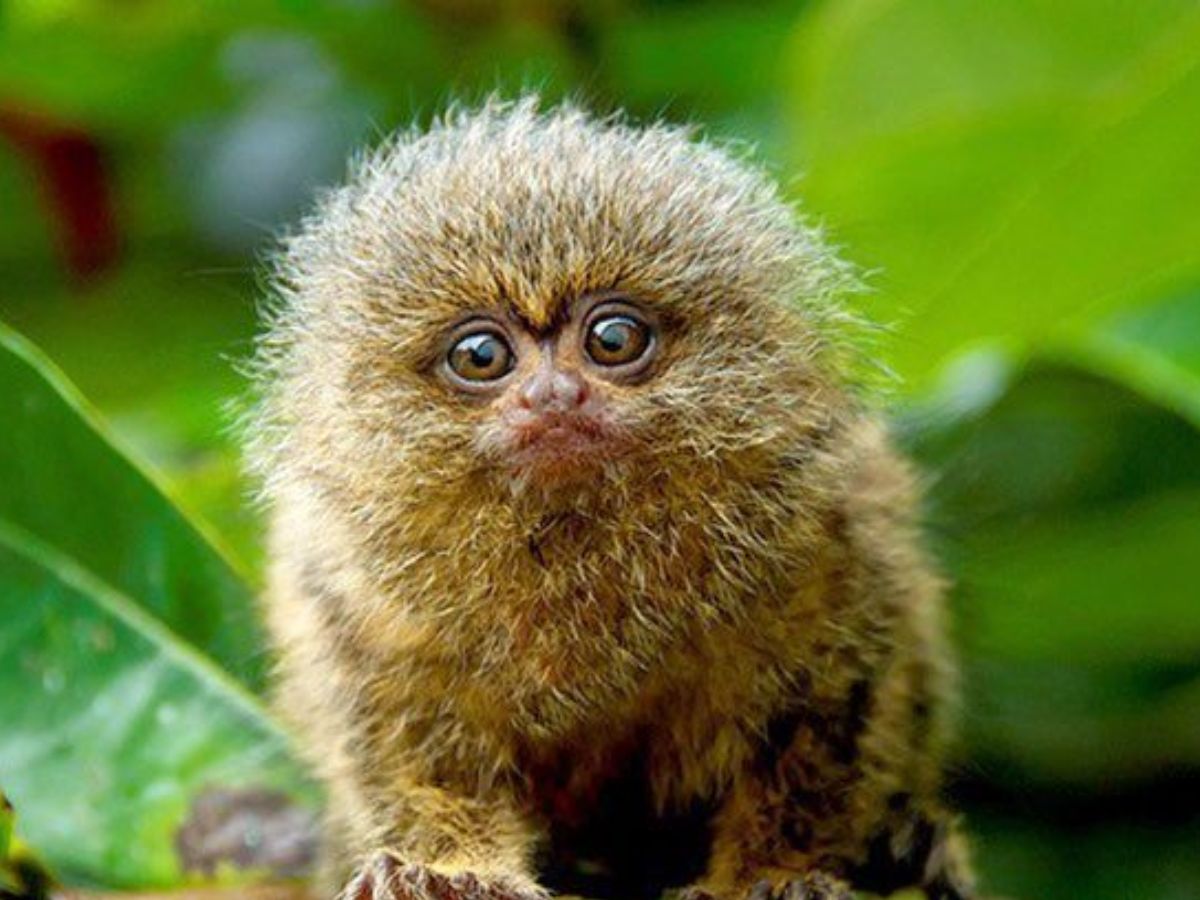 Pygmy Marmoset