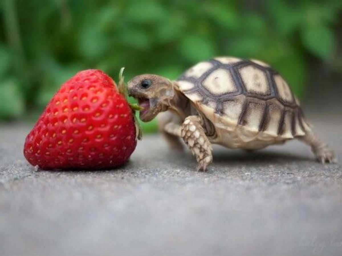 Speckled padloper tortoise