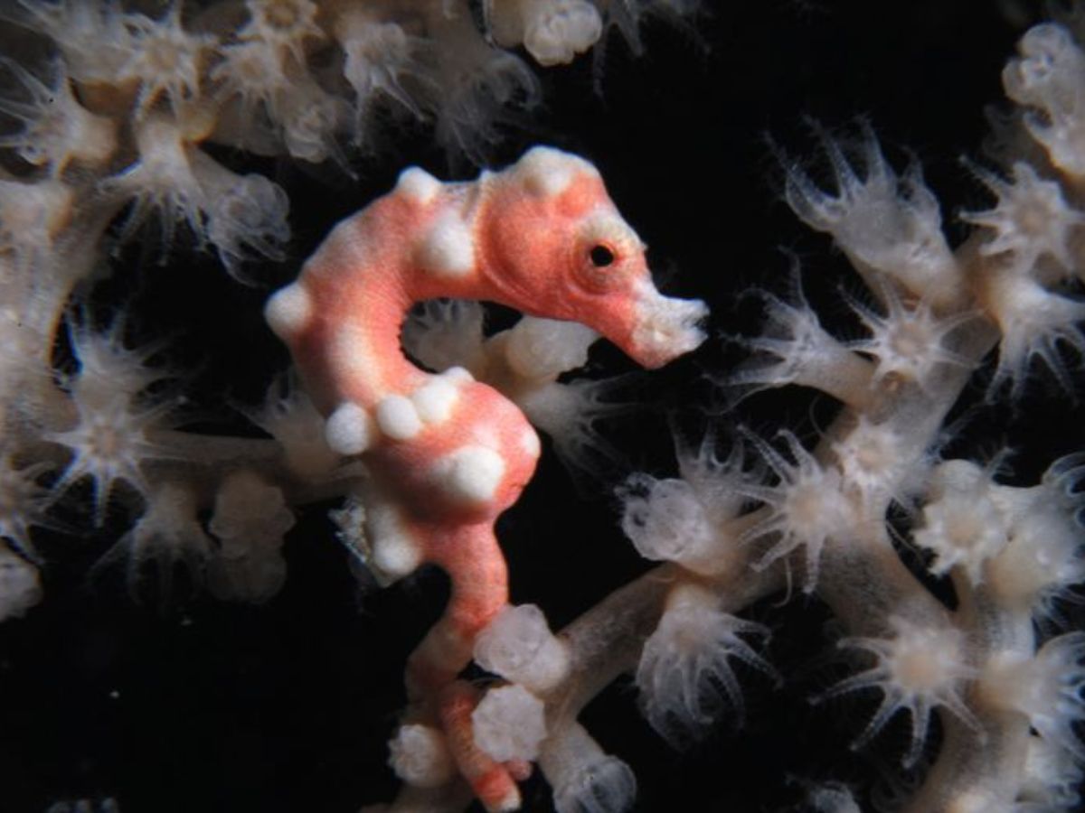 Denise's pygmy seahorse
