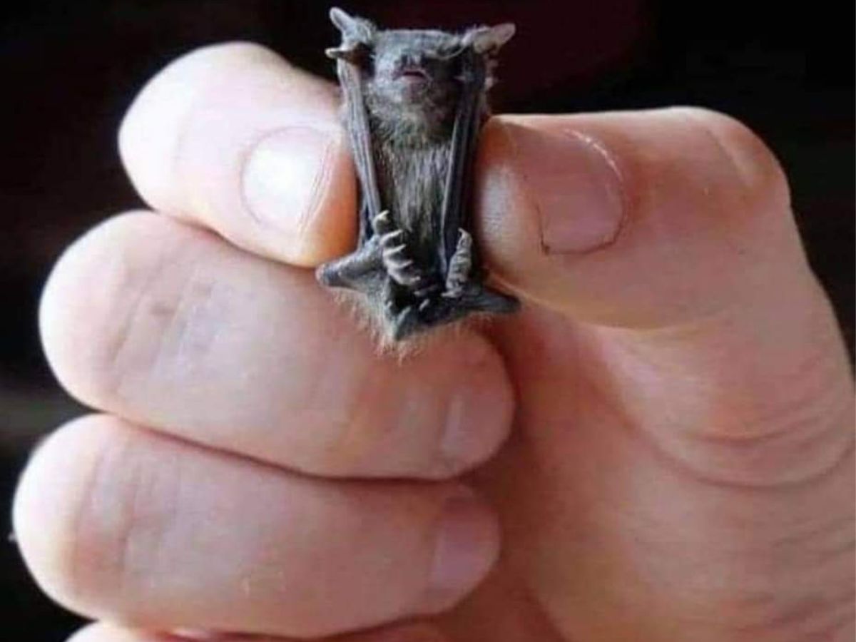 Kitti's hog-noser bat