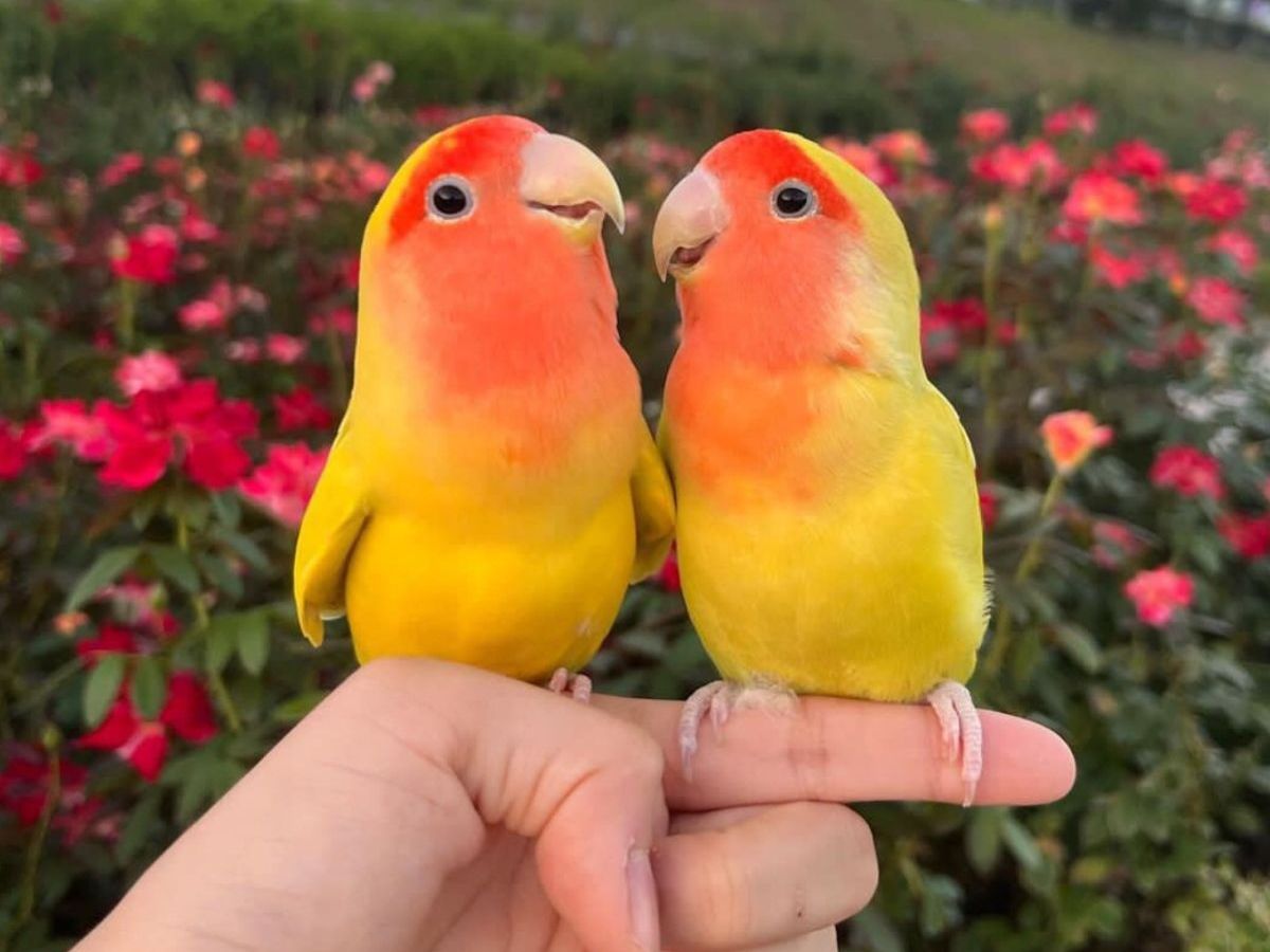 Lovebirds- Budgie
