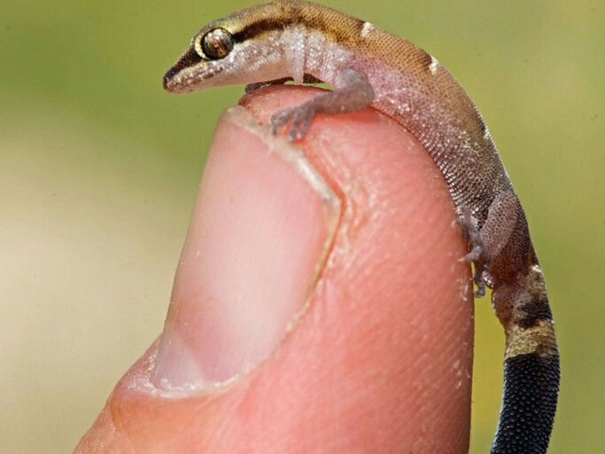 Virgin island dwarf gecko