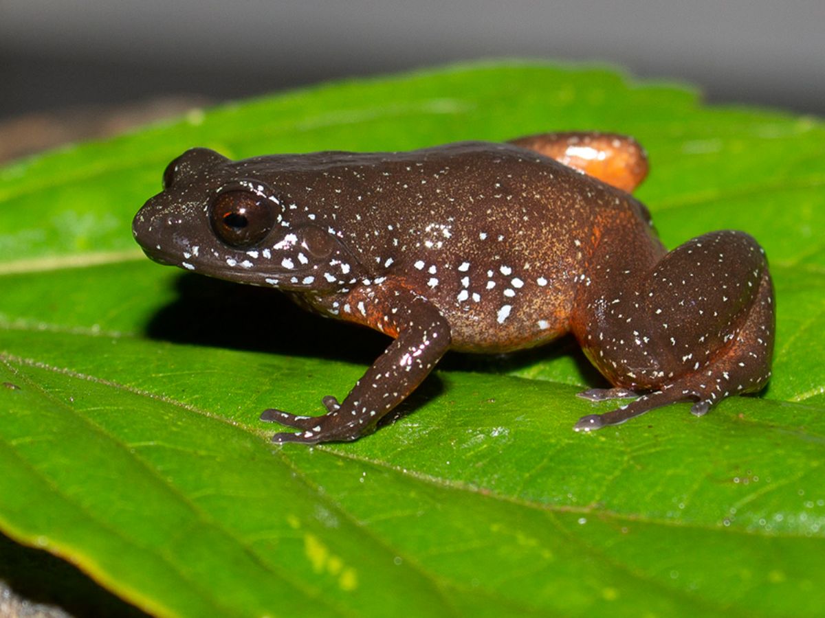 Madagascar pygmy frog