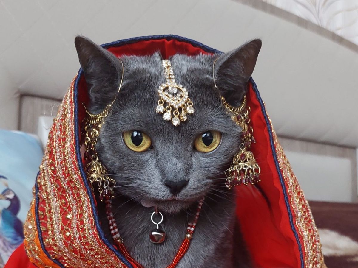 Indian Cat