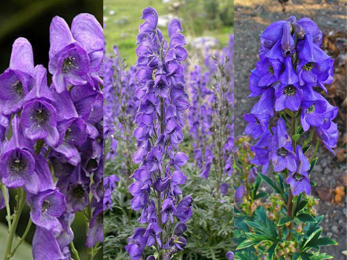 Aconitum Ferox