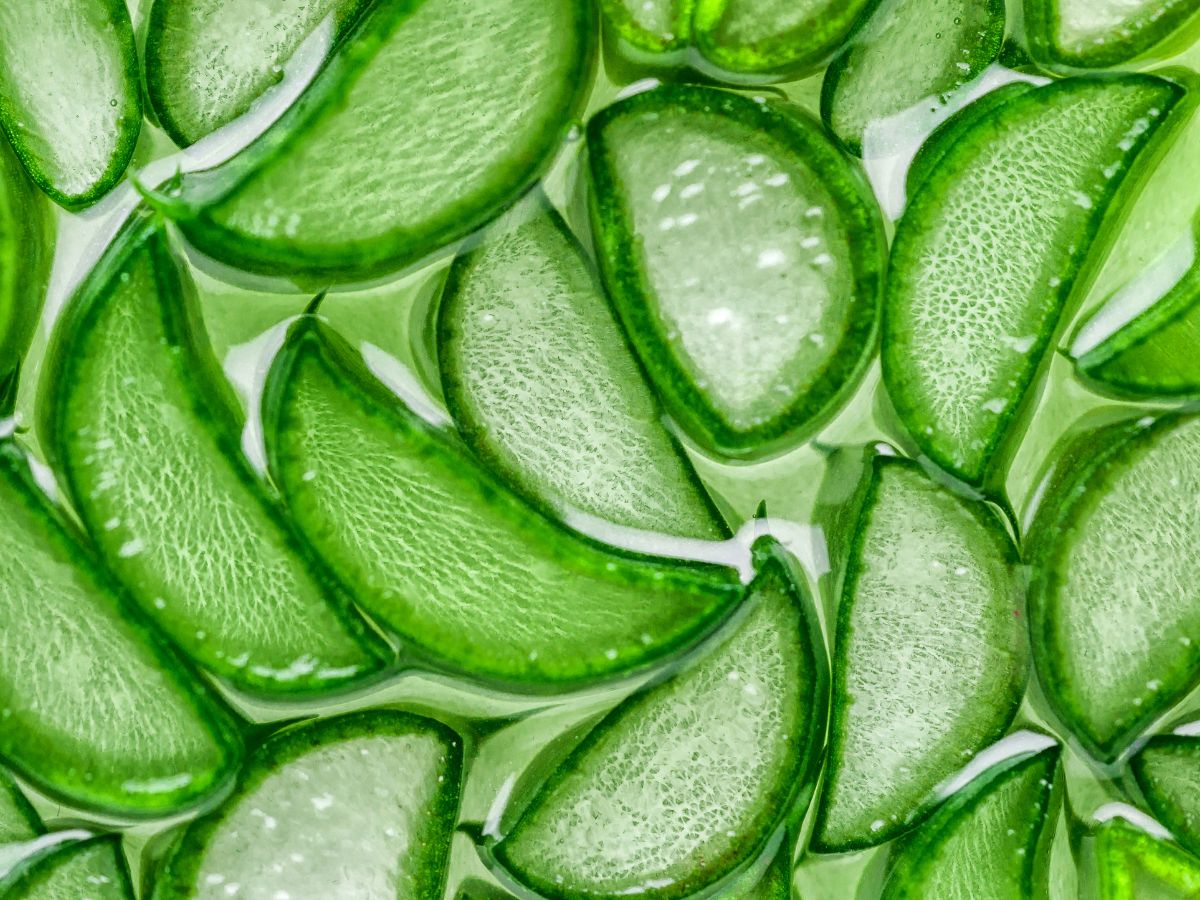 Aloe Vera and Honey Hydrating Pack