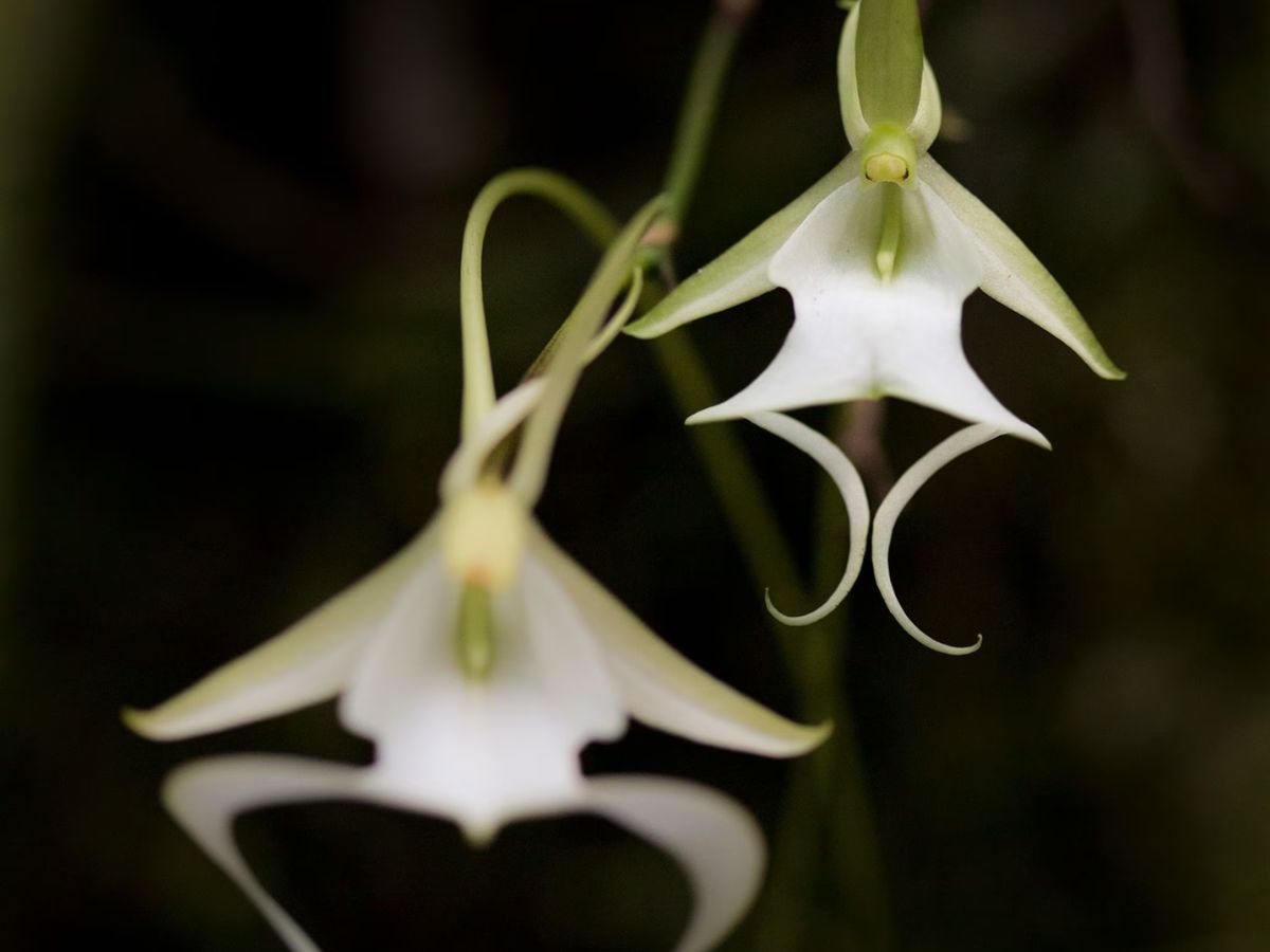 Ghost orchid