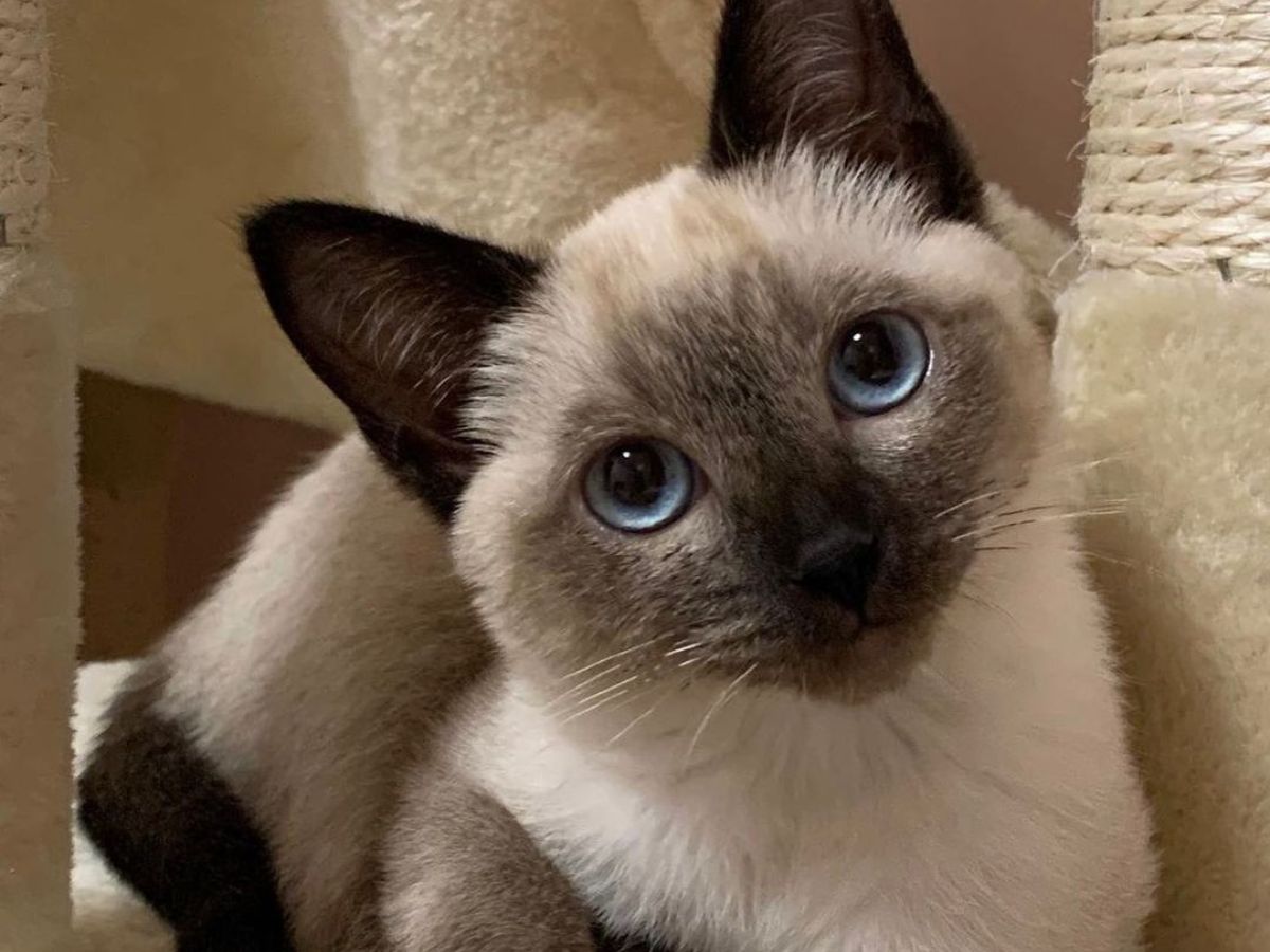 Siamese