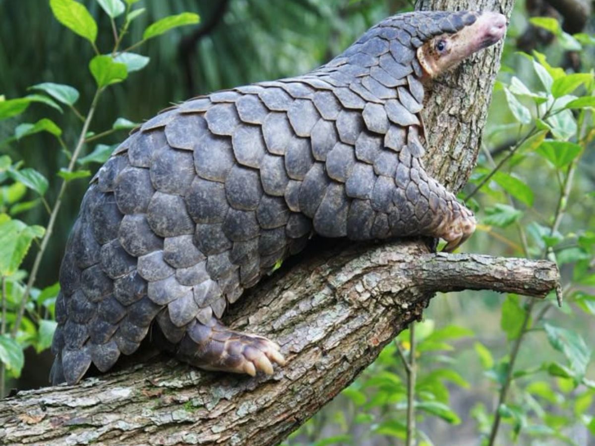 Pangolin