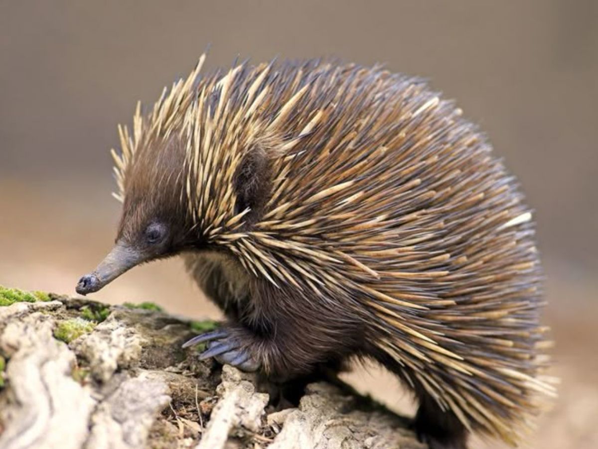 Echidna
