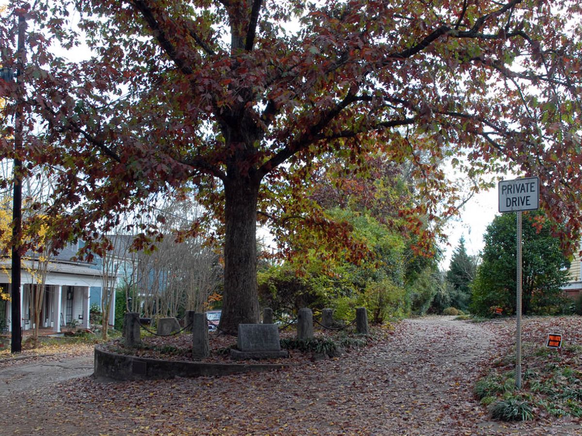 The Tree That Owns Itself (USA)