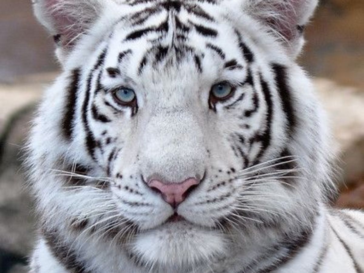White Tiger