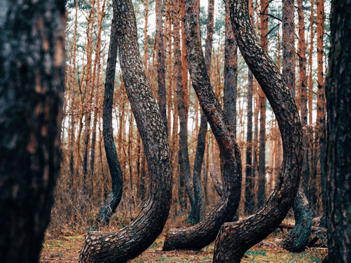 The Crooked Forest (Poland)