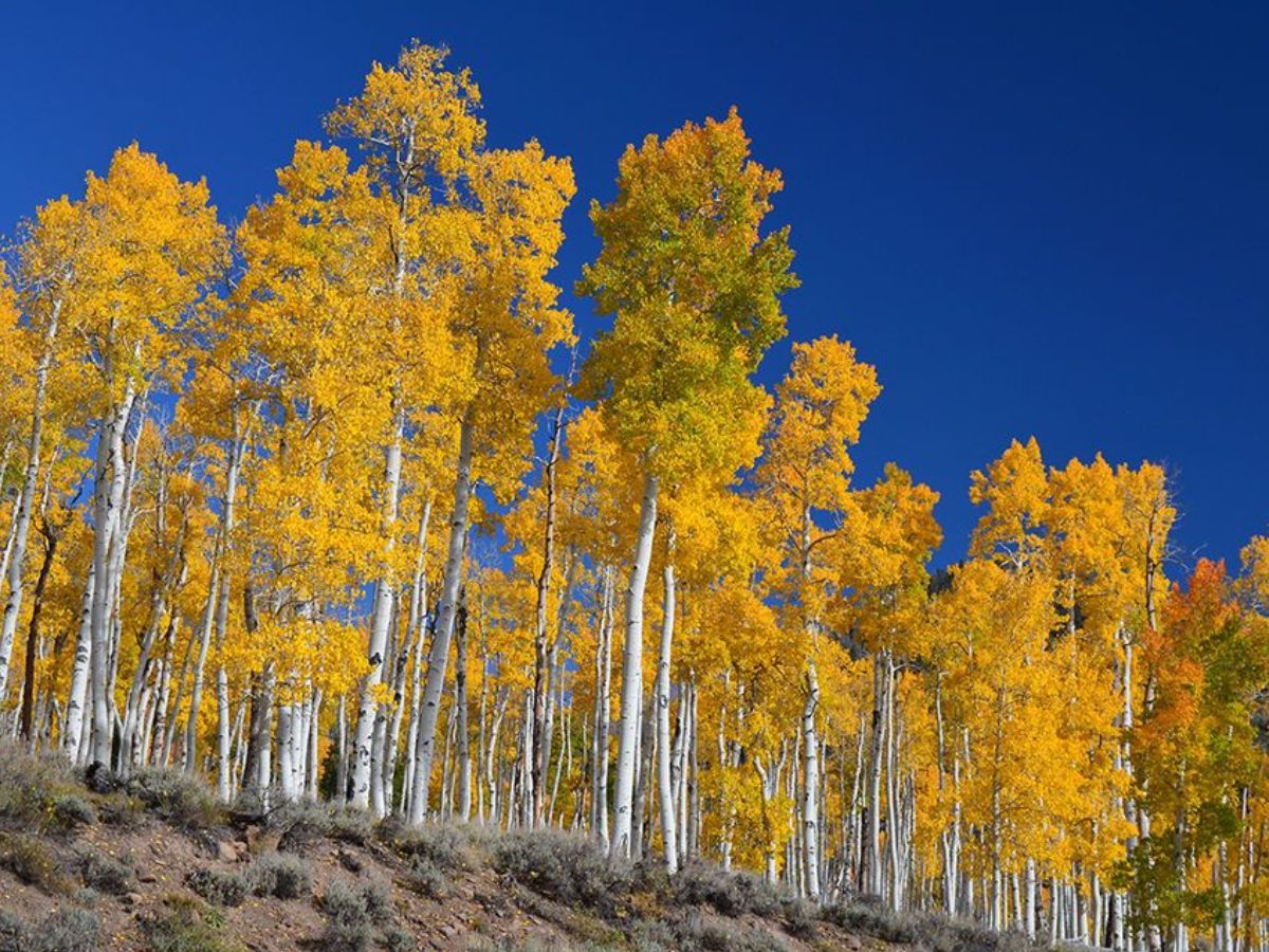Pando- The Trembling Giant (USA)