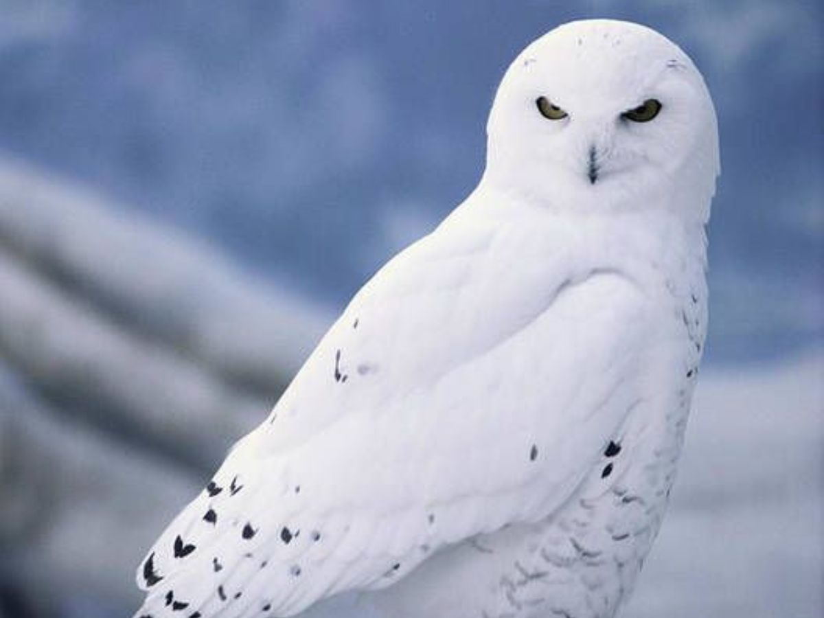 Snowy Owl