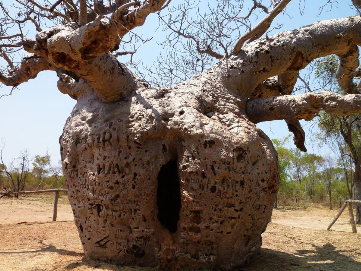 The Boab Parison Tree (Australia)