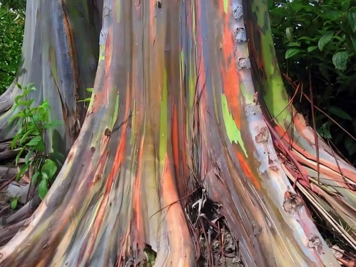 The Rainbow Eucalyptus (Philippines and Others)