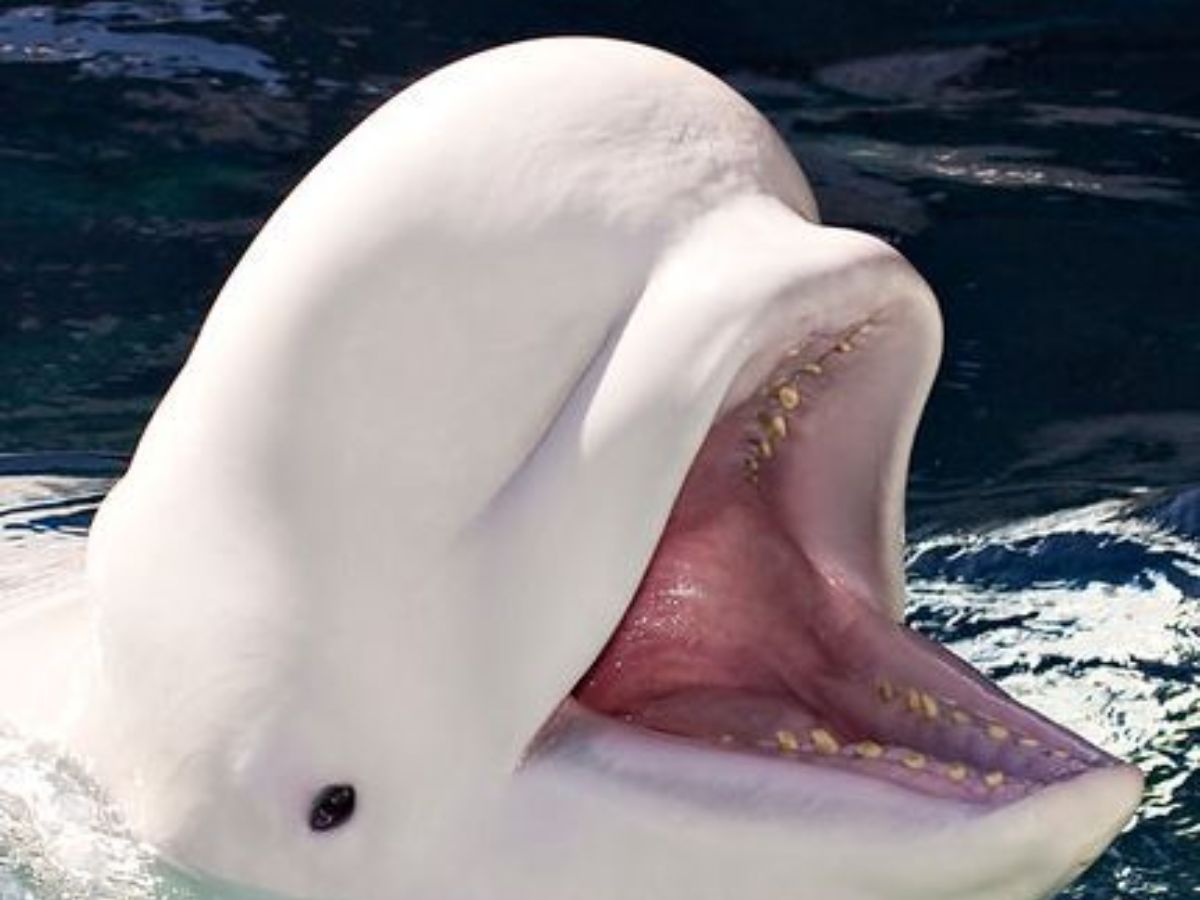 Beluga Whale