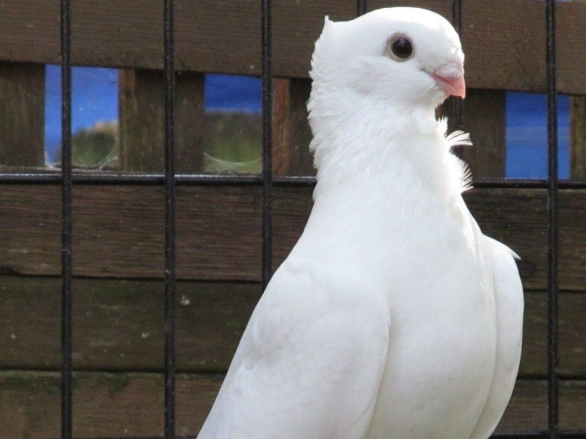 White Dove