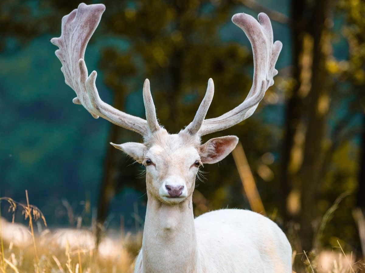 Albino Deer