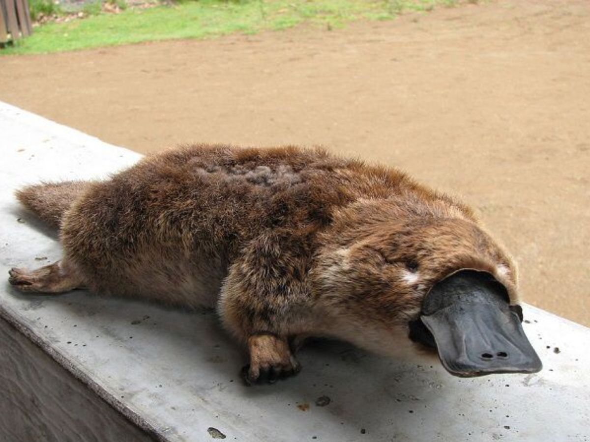 Platypus