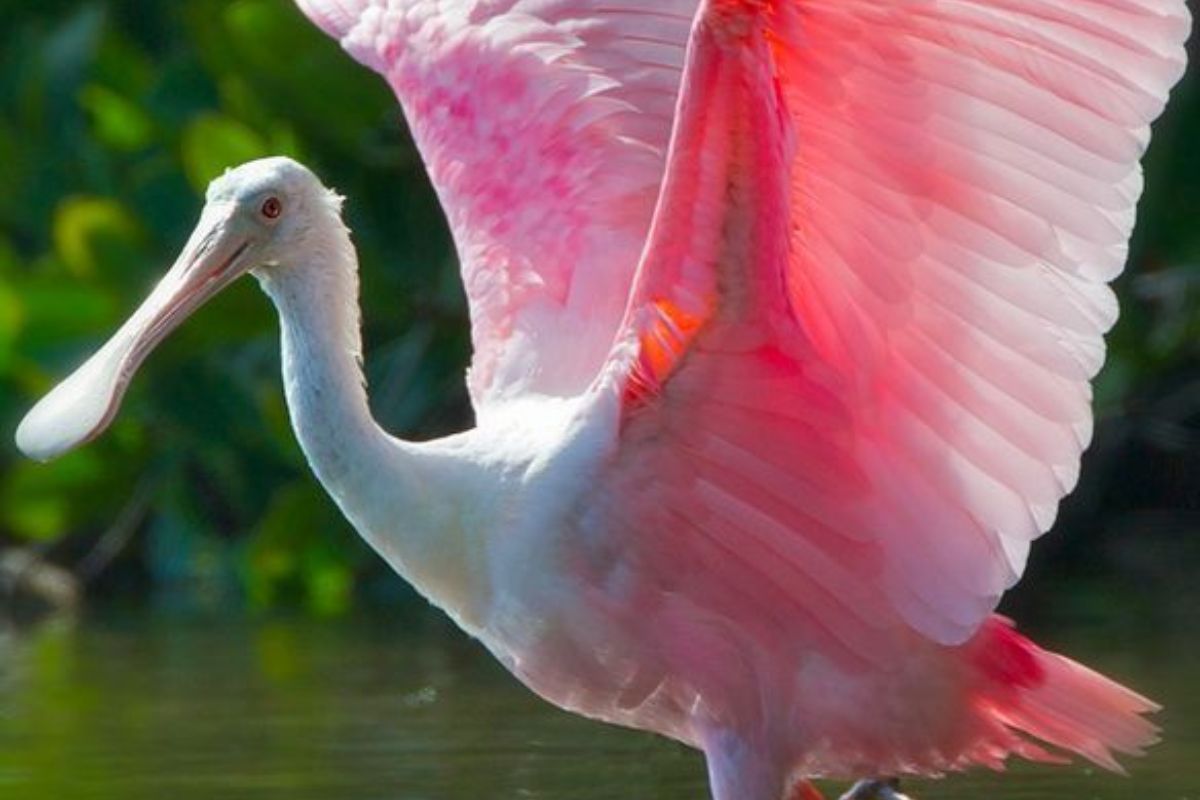 Roseate Spoonbill