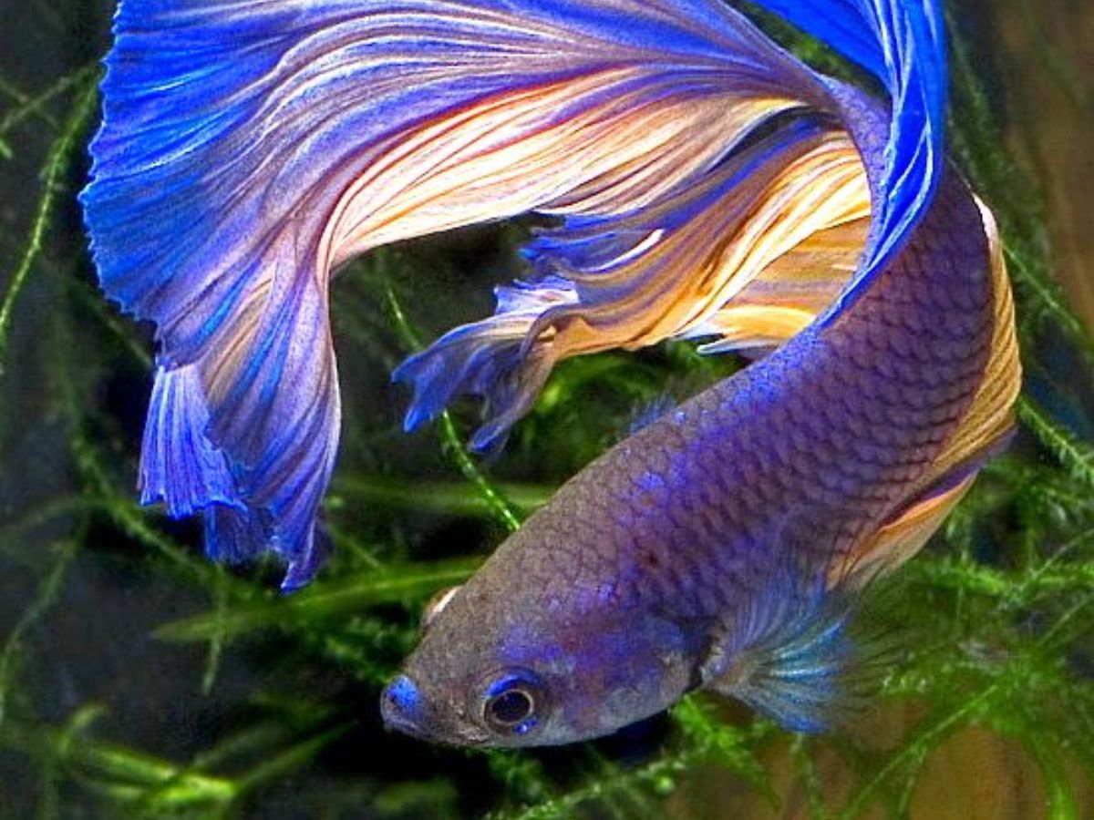 Betta Fish