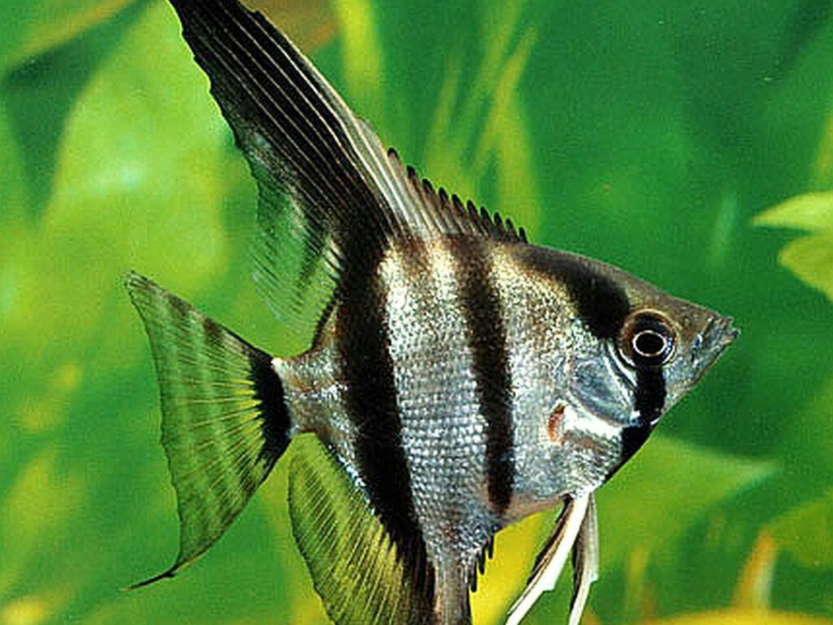 Angelfish