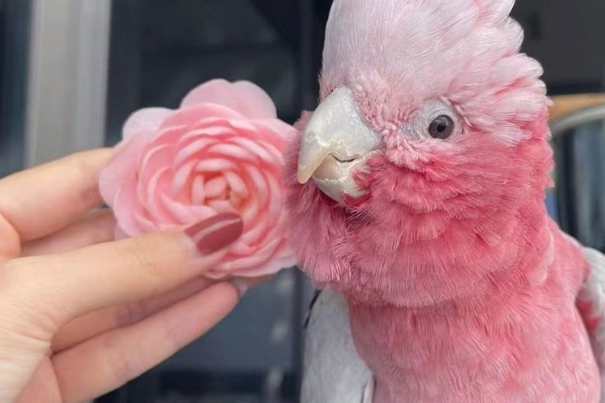 Galah (Rose-breasted Cockatoo)