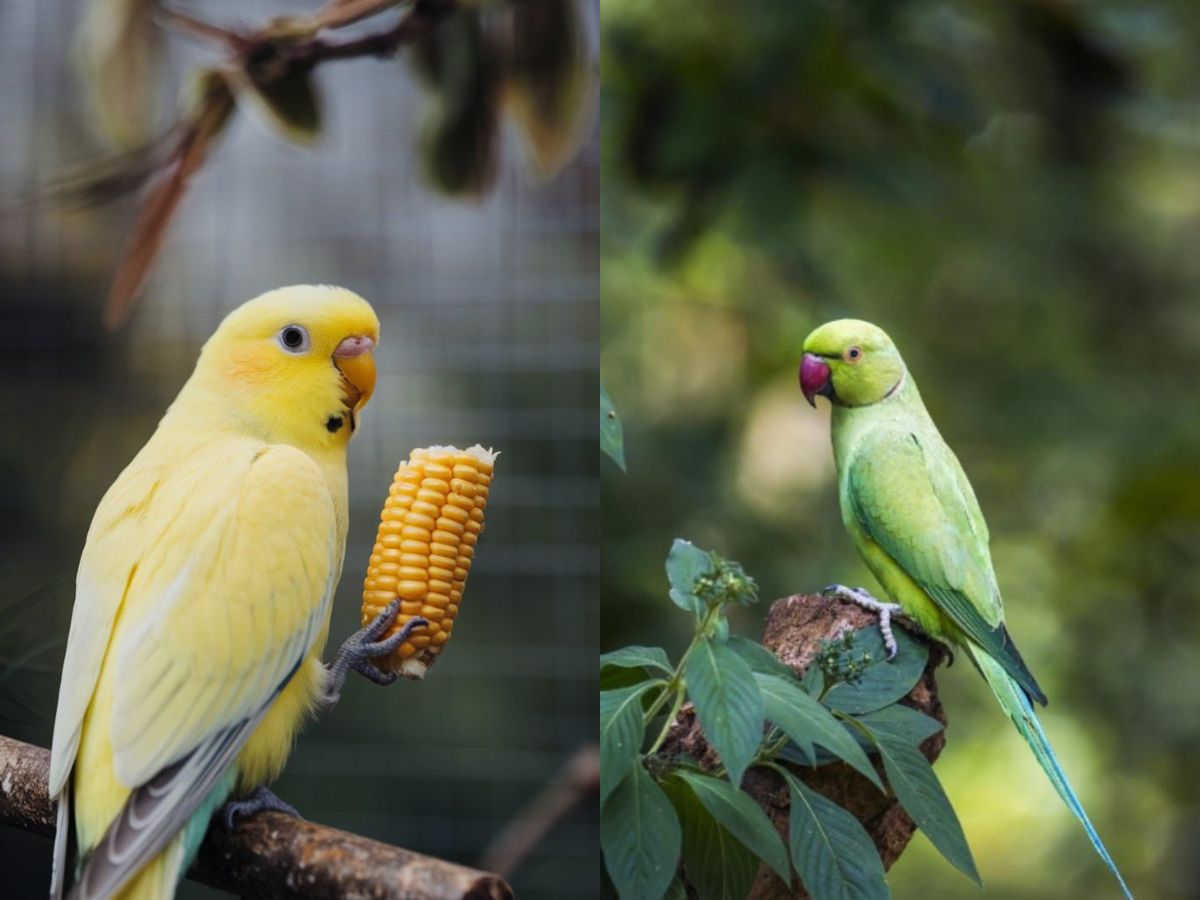 Lifespan and Commitment