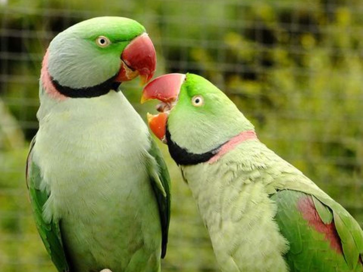 High intelligence and Mental Stimulation