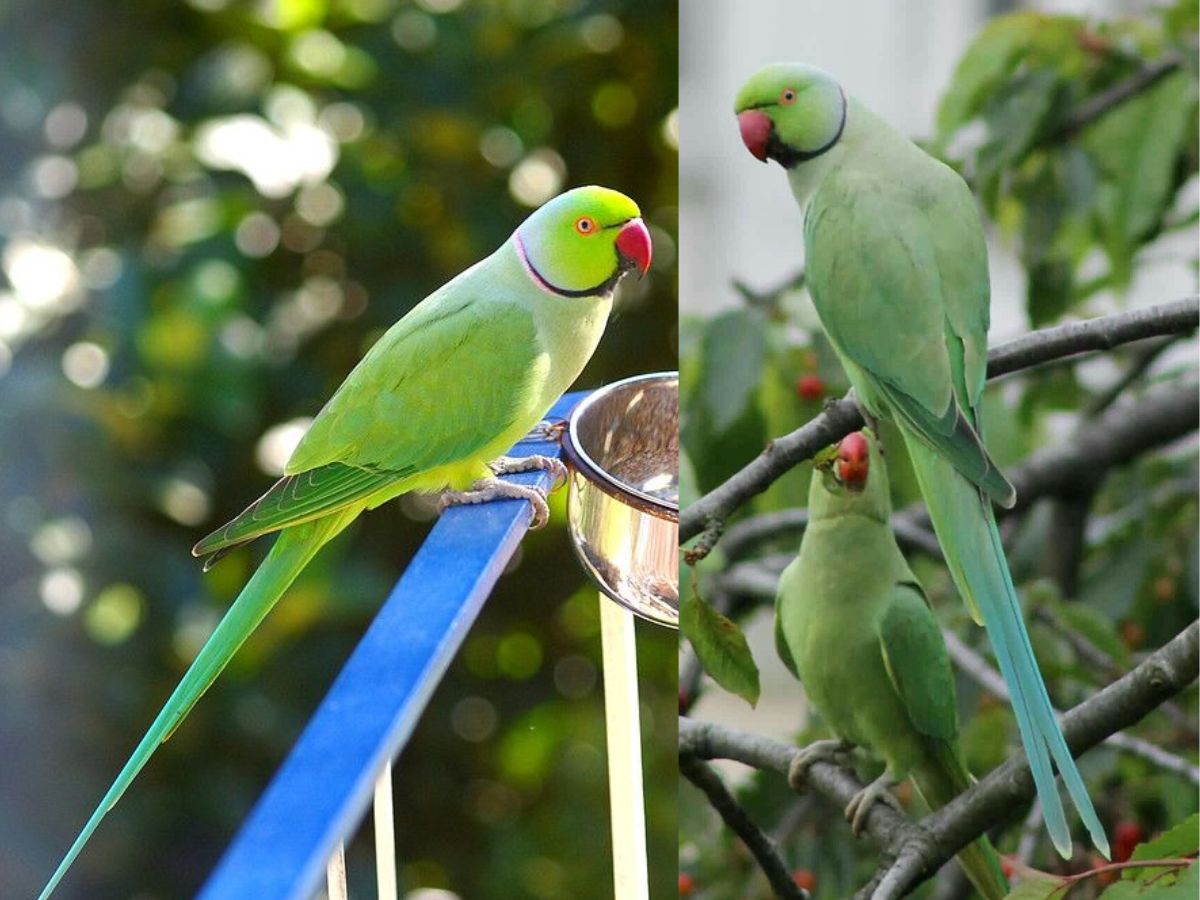 Excellent Talking Ability