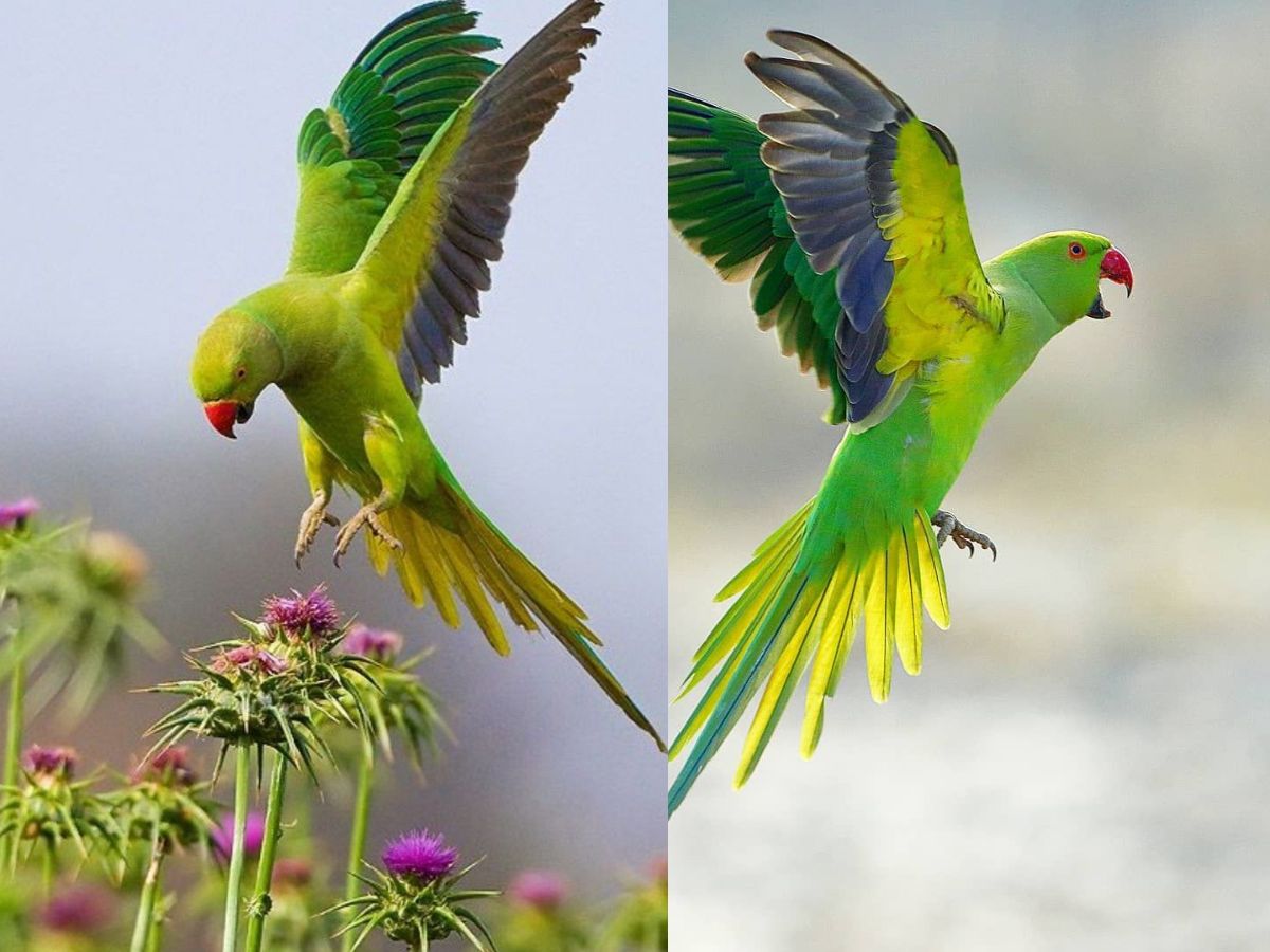 Social and Emotional Needs