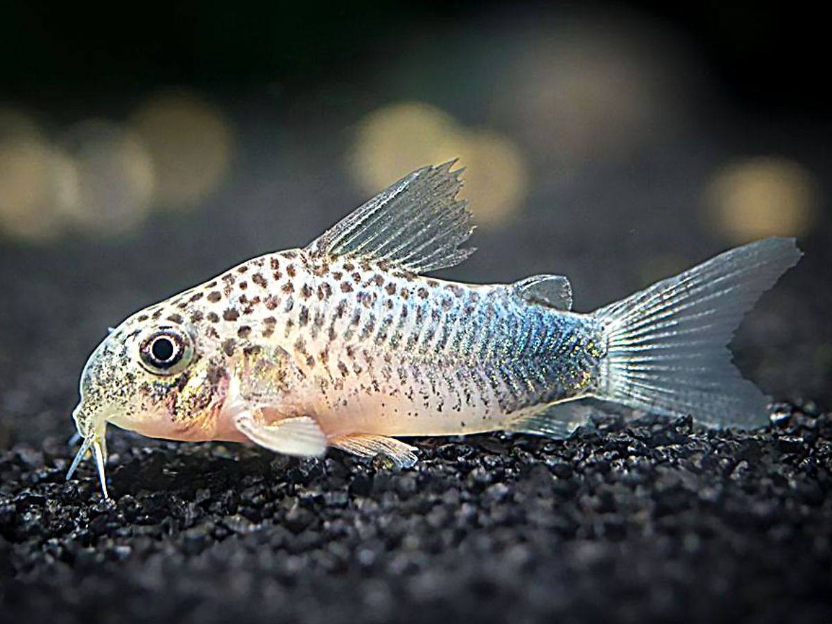Corydoras catfish