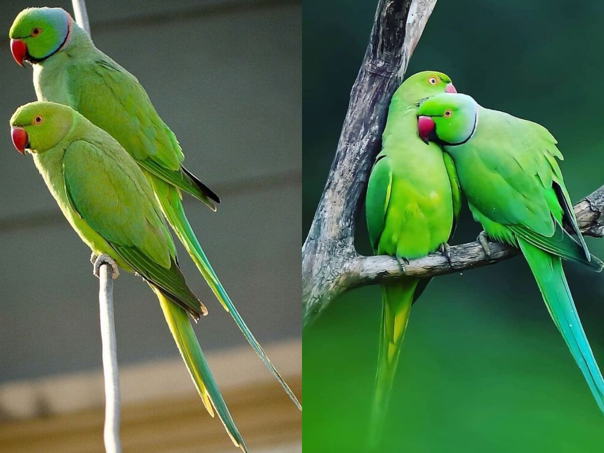 Balanced and Nutritious Diet