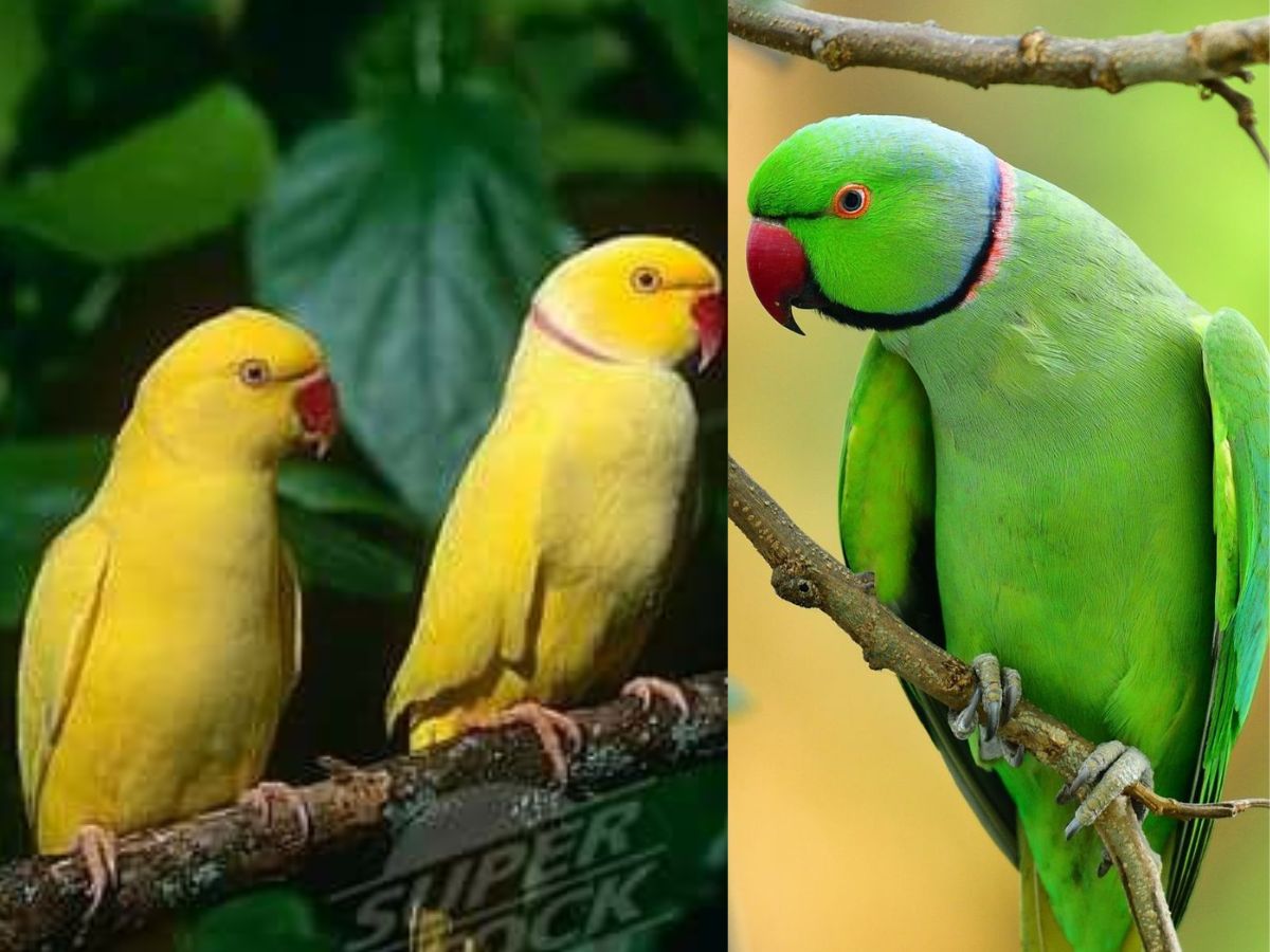 Noise Level and Vocalization