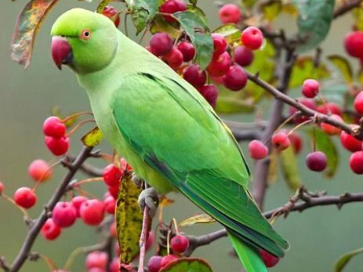 Health Care and Veterinary Attention