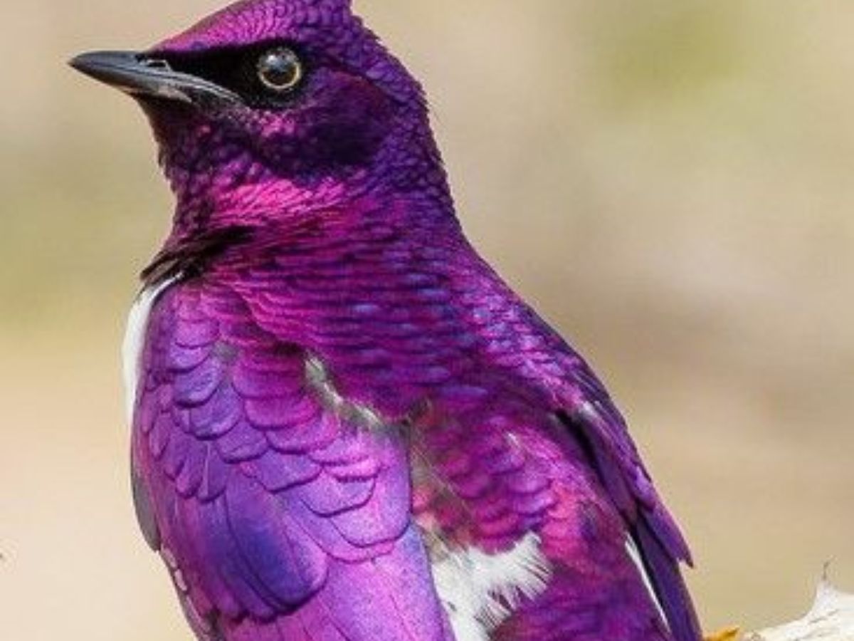 Violet Backed Starling