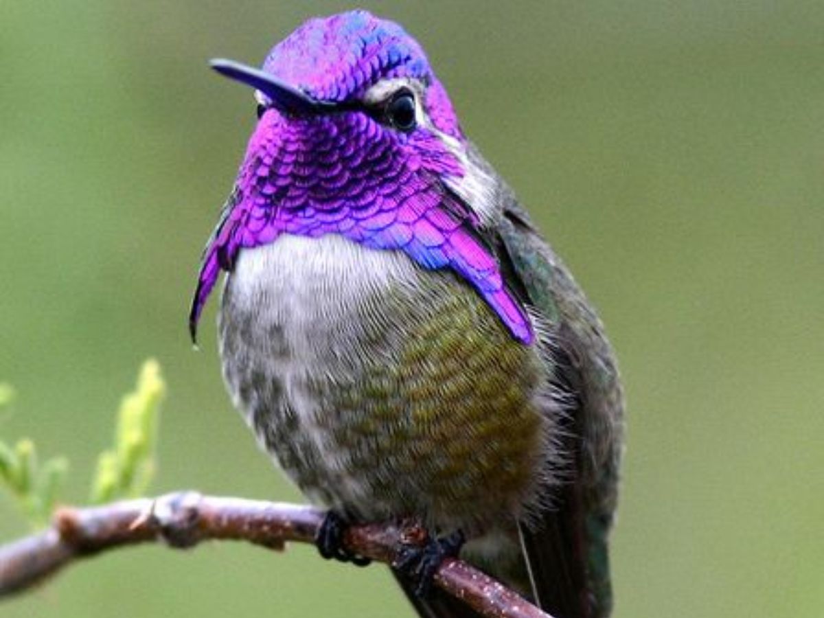 Costa's hummingbird