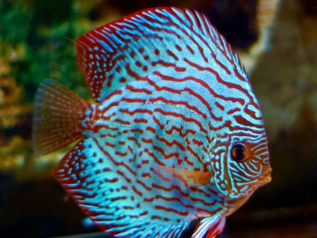 Discus Fish