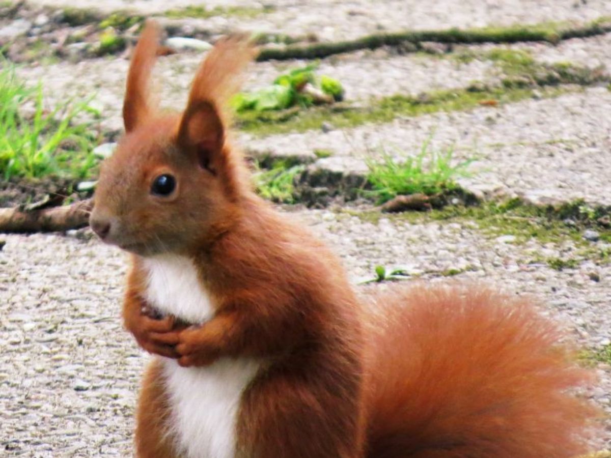 Red Squirrel