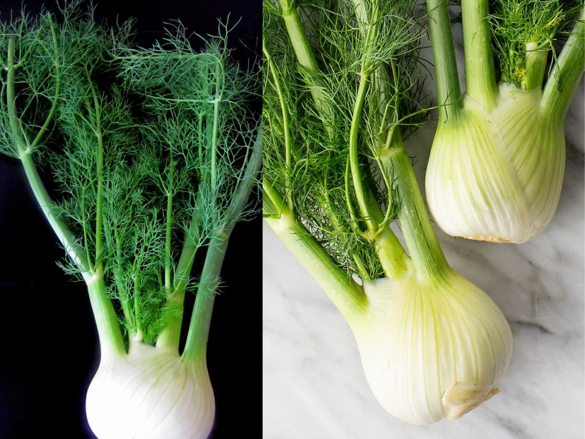 Fennel Bulbs