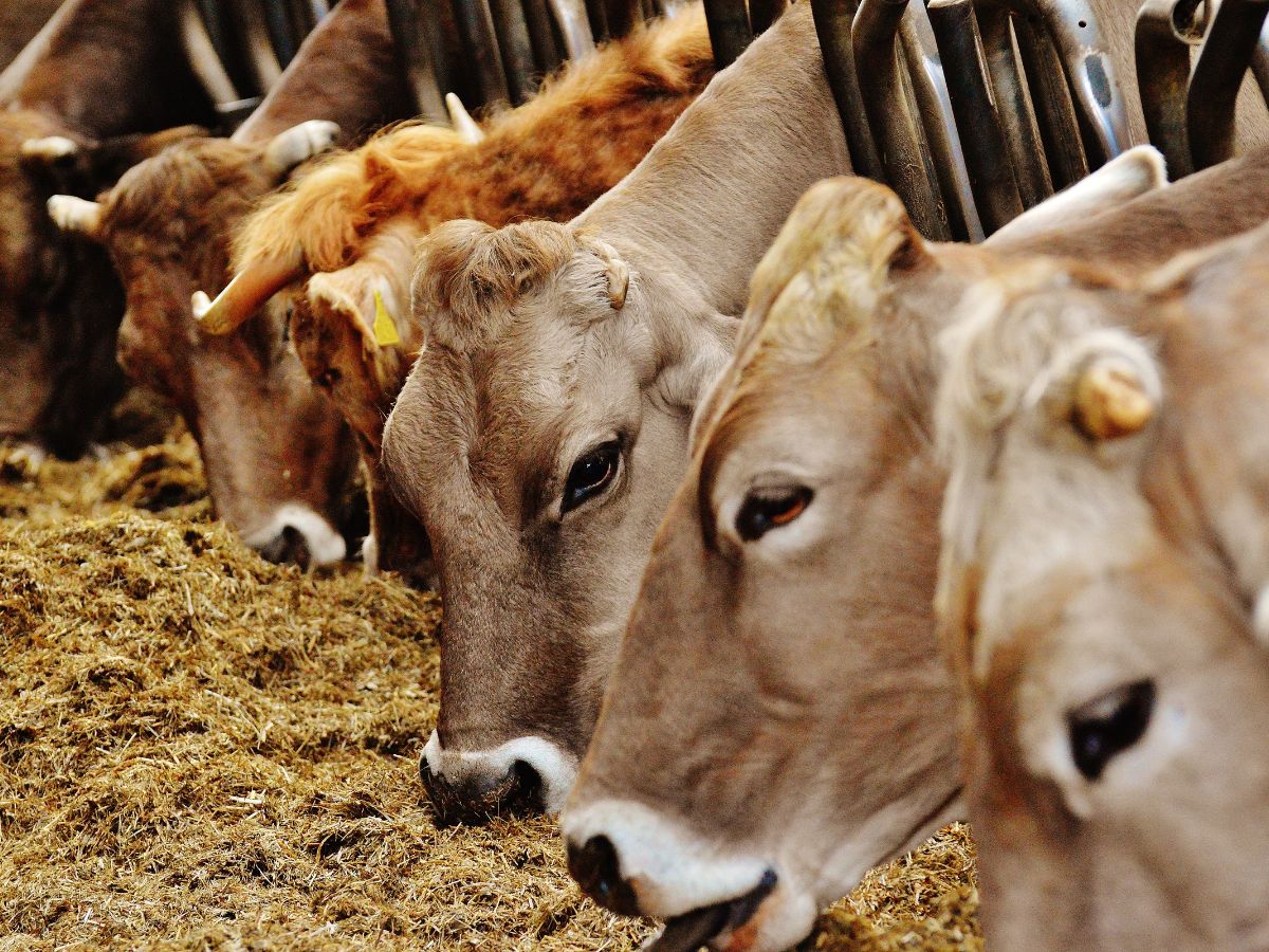 India’s Cultural Stand Against Non-Vegetarian Milk