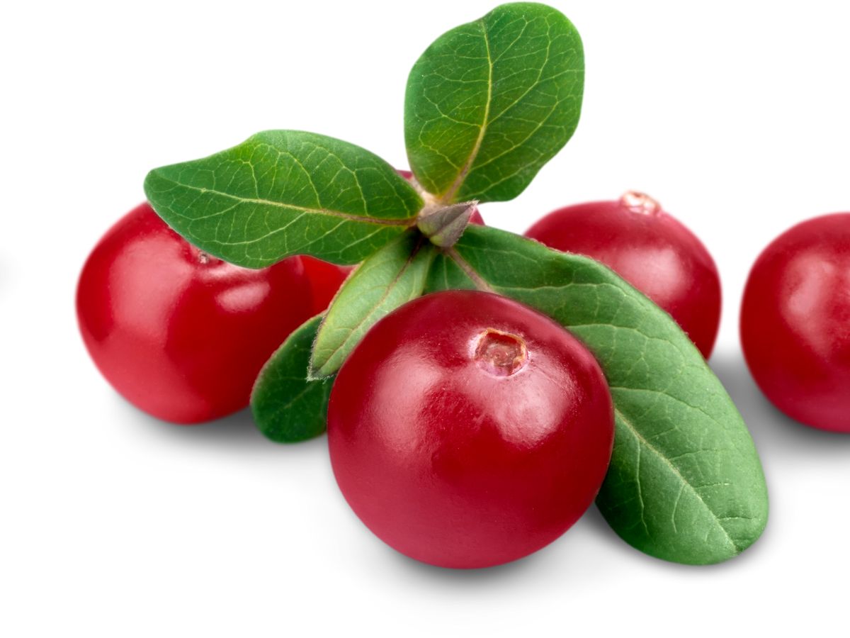 Urinary Tract Health