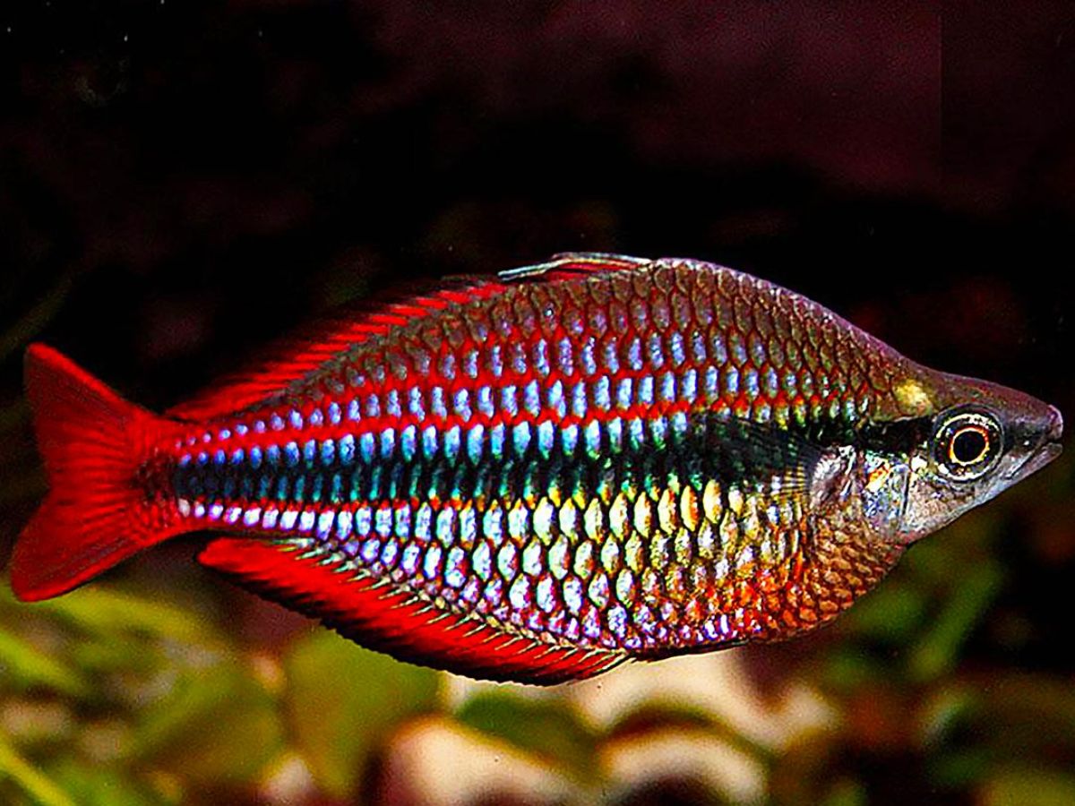 Rainbowfish