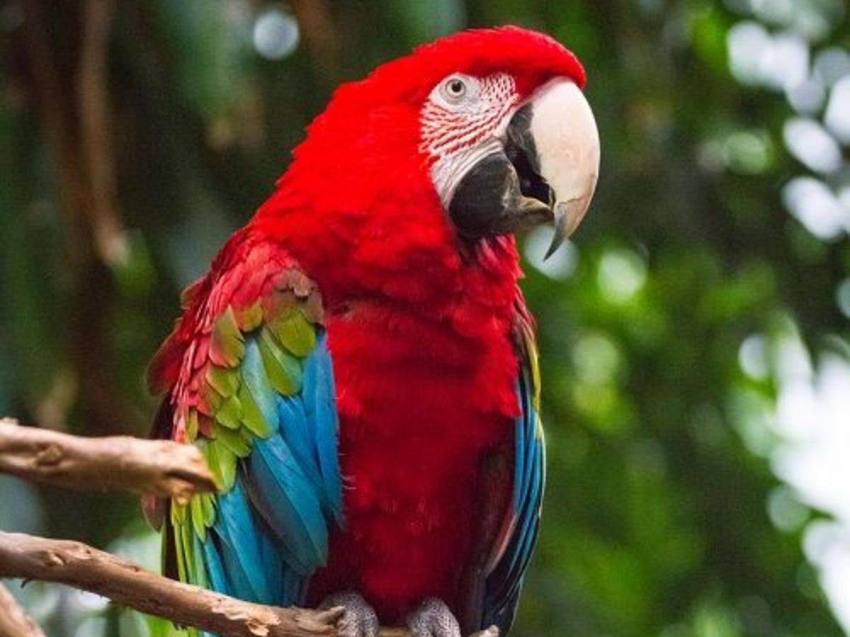 Scarlet Macaw