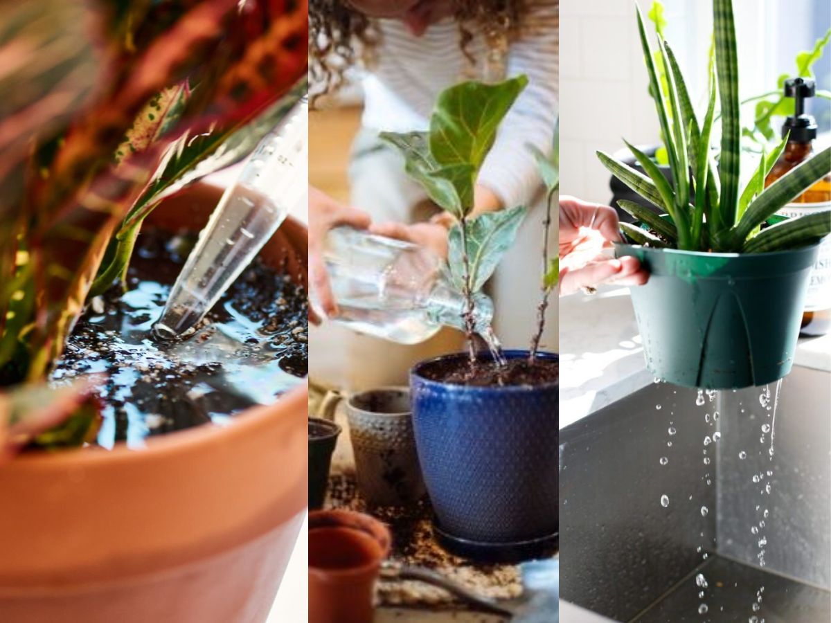 Overwatering plants