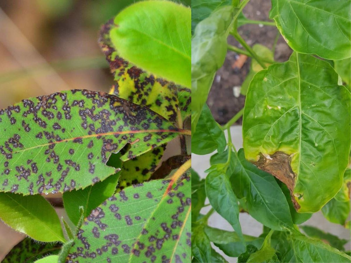 Ignoring pest and disease signs