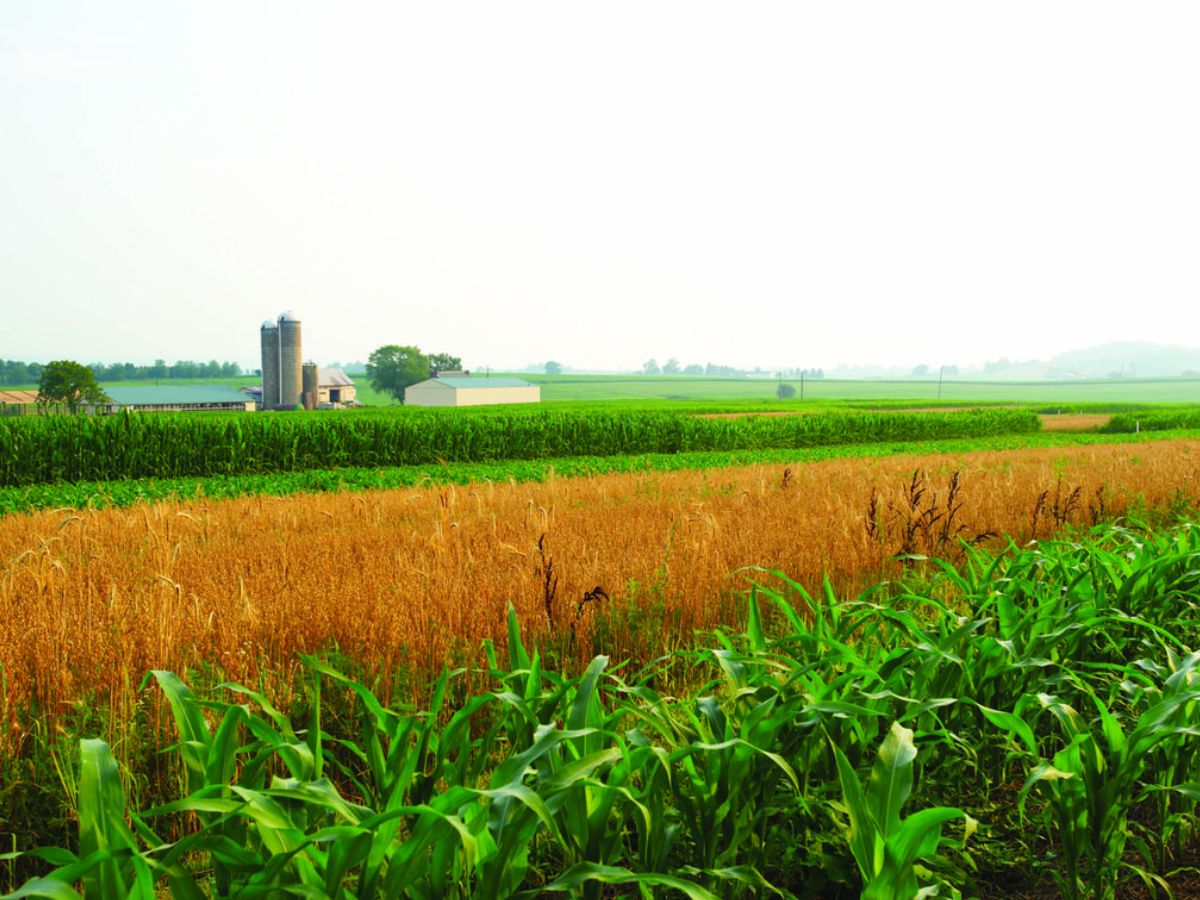 Failing to rotate crops